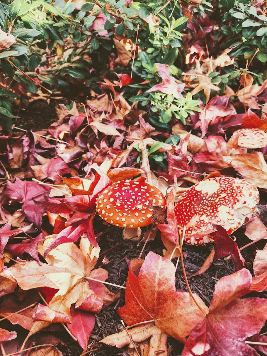 Two red-and-white mushrooms among red fallen leaves and green shrubs.