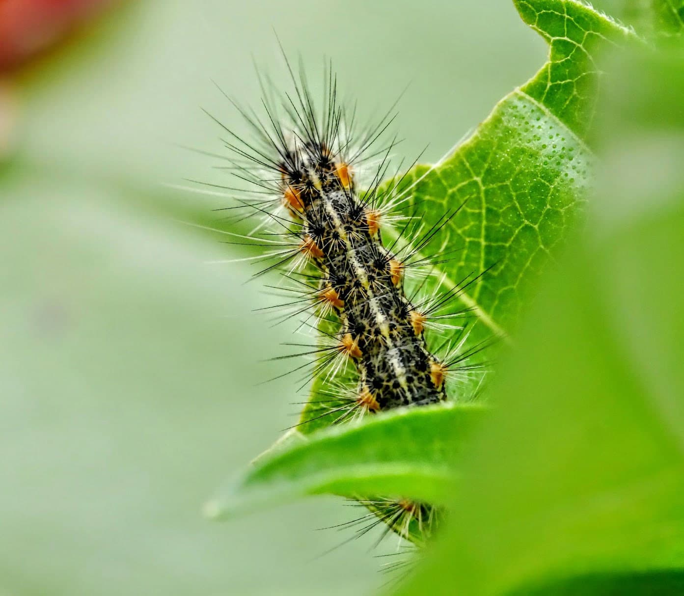 Hairy black-and-orange caterpillar along the edge of a bright green leaf.